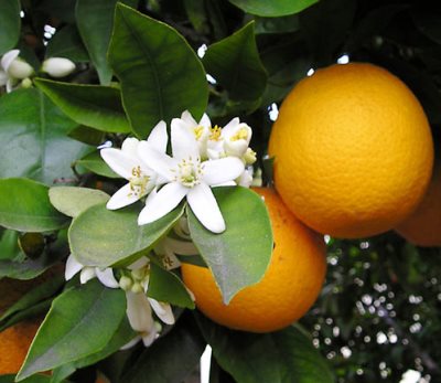 Portakal ağacı hakkında bilgiler