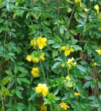 Sarı yasemin Sarı yasemin (Jasminum mesnyi)