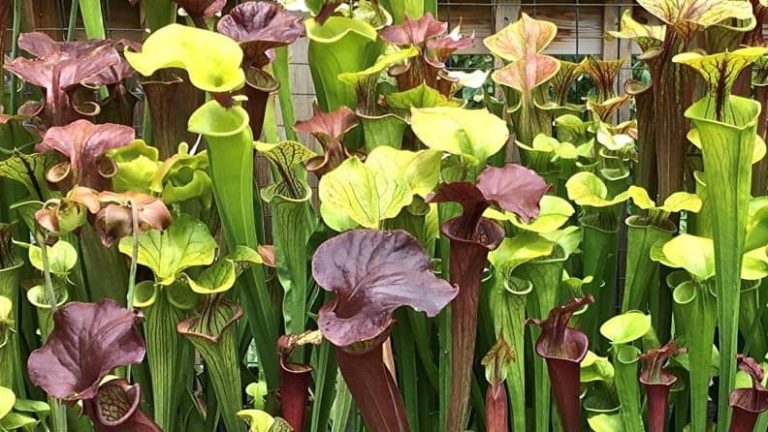 sarracenia-s-rahi-i-e-i-azbitki