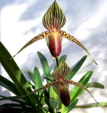 Venüs terliği orkidelerinden Paphiopedilum rothschildianum
