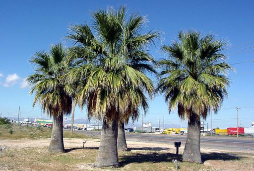 Washingtonia filifera palmiye türü özellikleri ve bakımı
