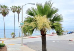 Washingtonia robusta palmiye türü