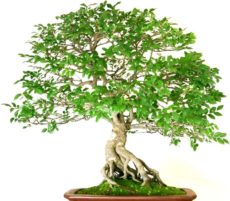 Zelkova serrata bonsai