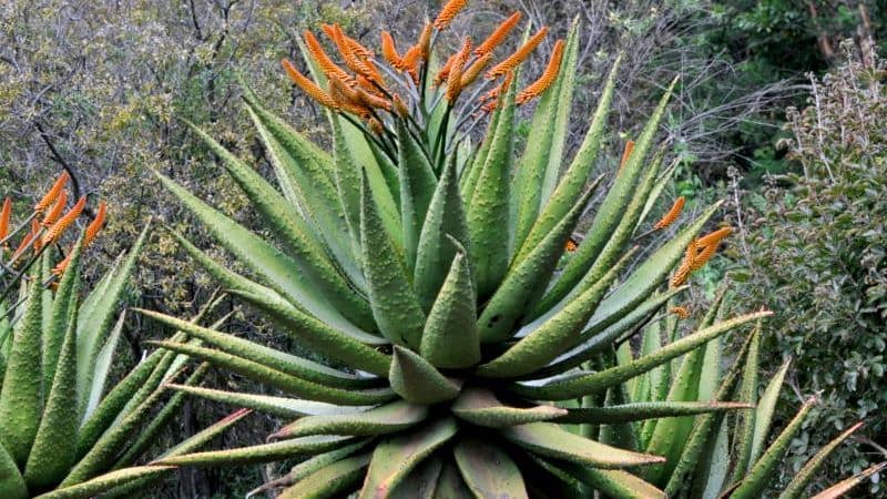 Aloe marlothii bitki türü görünümü