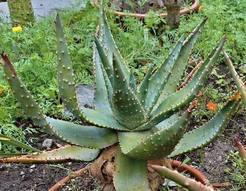 Küçük halde bir Aloe marlothii