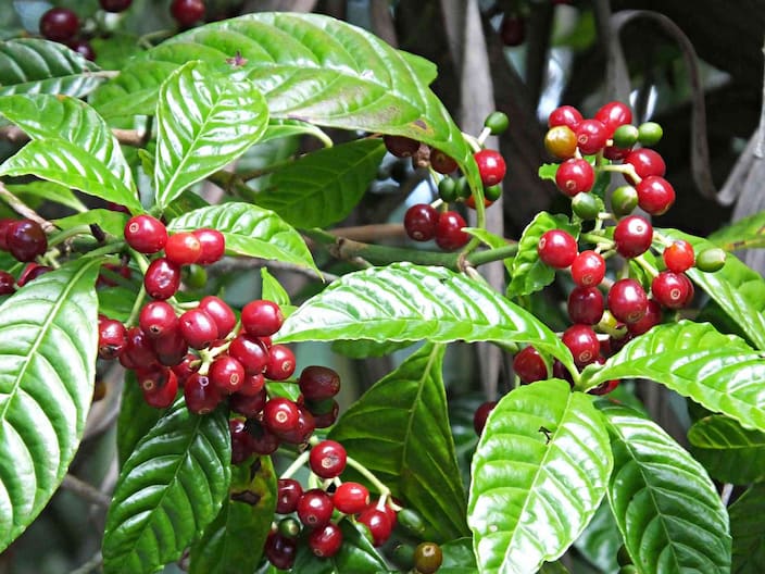 Coffea arabica kahve türü