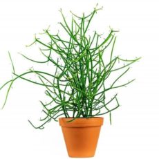 Euphorbia tirucalli Kalem kaktüs Euphorbia tirucalli