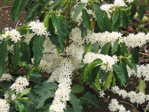 Kahve ağacı (Coffea arabica türü) çiçekli dalları