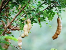 Demirhindi ağacı dalları