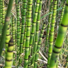 Equisetum hyemale, At kuyruğu bitkisi Atkuyruğu bitki türlerinden Equisetum hyemale