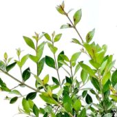 Kına (Lawsonia inermis) bitki türü