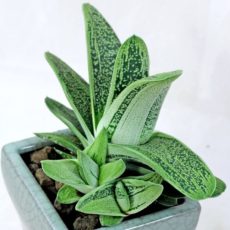 Bir Gasteria kültivarı