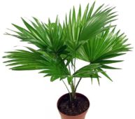 Saribus rotundifolius palmiye türü