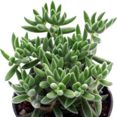 Crassula mesembryanthemoides sukulent bitki