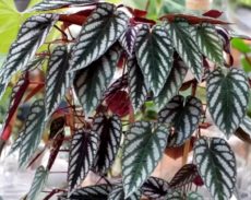 Cissus javana sarmaşık tarzı süs bitkisi