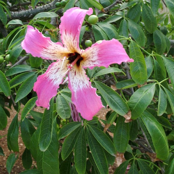 Ceiba speciosa bitki türü, süs ağacı