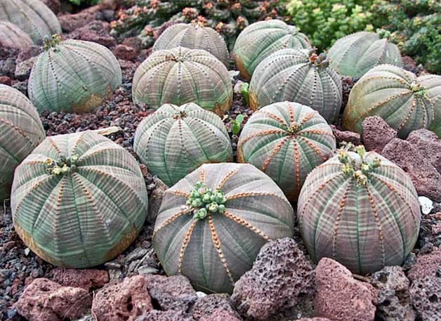 Euphorbia obesa, sukulent bitki türü