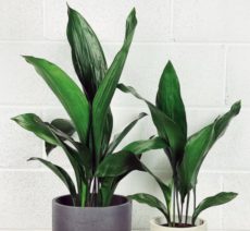 Aspidistra elatior Güneşsiz ve az ışıklı mekanlara uygun salon bitkileri