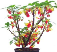 Kongo papağanı çiçeği (Impatiens niamniamensis)