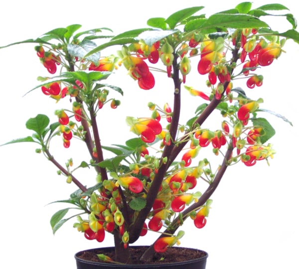 Kongo papağanı çiçeği (Impatiens niamniamensis)