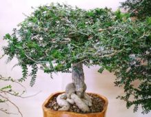Operculicarya decaryi sukulent bitki türü, bonsai