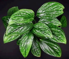 Monstera karstenianum Monstera karstenianum salon bitkisi