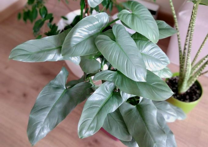 Philodendron hastatum, veya silver sword philodendron