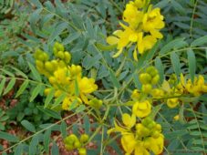 Sinameki mavimsi açık yeşil yapraklı sarı çiçekli dalları
