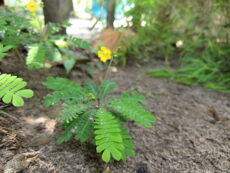 Biophytum sensitivum Sarı çiçekleri ve yaprak saplarında dizili pekçok mini yaprakçıklarıyla Biophytum sensitivum bitki türünün görünümü