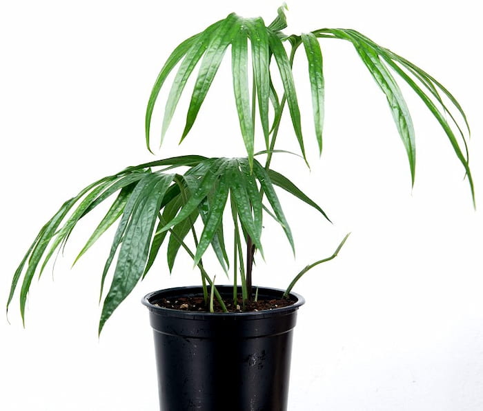 Amydrium zippelianum bitki türü, şık salon bitkisi
