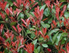 Photinia × fraseri 'Red Robin' Alev çalısı, Alev çalısı Photinia × fraseri 'Red Robin'
