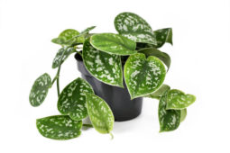 Scindapsus pictus 'Argyraeus'