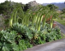 Agave attenuata bitki türü