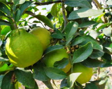 Bergamot ağacının meyveli dalları görünümü Bergamot ağacı, meyveli ve yapraklı dalları