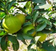 Bergamot, Citrus bergamia Narenciye türü