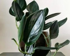 Scindapsus treubii ‘Dark Form’