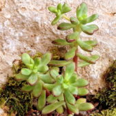 Echeveria macdougallii sukulent bitki türü