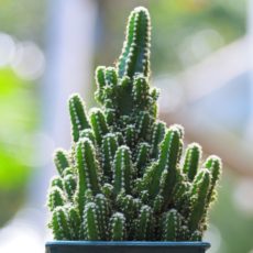 Acanthocereus tetragonus 'Fairy Castle' Acanthocereus tetragonus 'Fairy Castle' - perili şato kaktüsü