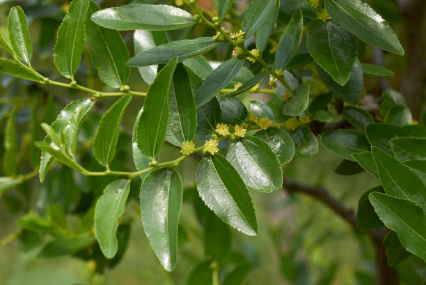 Hünnap (Ziziphus jujuba) bitki türü ağaç ya da büyük çalı halinde gelişir.