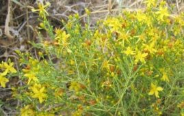 Hypericum triquetrifolium bitki türü, mini yapılı bir sarı kantaron çeşidi.