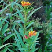 Asclepias curassavica türü, ipek çalısı çiçeği bahçe süs bitkisi