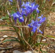 Moraea sisyrinchium Moraea sisyrinchium türü, keklik çiğdemi
