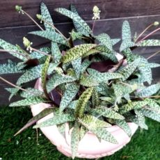 Ledebouria socialis Ledebouria socialis soğanlı, sukulent bitki türü