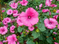 Malva trimestris, pamuk çiçeği lavetera bahçe süs bitkisi