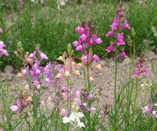 Linaria çiçekleri görünüm