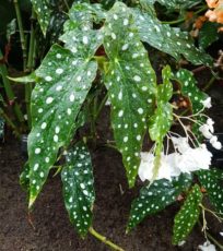 Begonia maculata Begonia maculata türü, puantiyeli begonya
