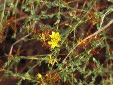 Hypericum triquetrifolium bitki türü, mini yapılı bir sarı kantaron çeşidi.