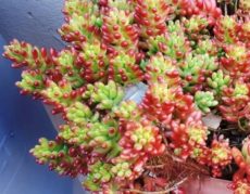 Sedum rubrotinctum sukulent bitki