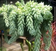 Sedum morganianum sarkıcı sukulent bitki