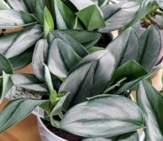 Scindapsus treubii bitki türünün 'Sterling Silver' ve 'Dark Form' adlı kültivarları hakkında.